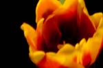 digital pinhole camera: tulip