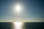 pelican flyby