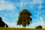 sunrise light, goleta cemetery