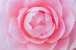 pink camellia