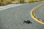 mojave desert tortoise