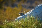 antelope squirrel