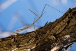 walking stick insect