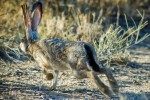 mojave Black-tailed Jackrabbit #2