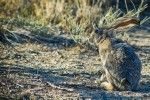 mojave Black-tailed Jackrabbit #1