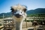 smiling ostrich