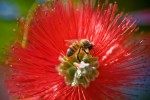 bee, bottle brush, backyard