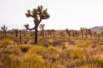 joshua trees