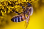 sunflower bees