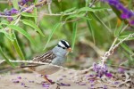 White-crowned Sparrow