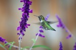 hummingbird