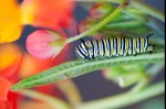monarch caterpillar on milkweed #1