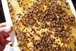 suburban beekeeping in goleta