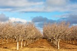 orchard rows