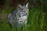 Bobcat camouflage