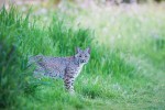 Goleta bobcat - young male