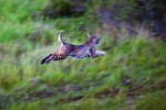 flying bobcat