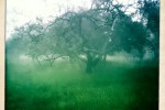 Foggy dell