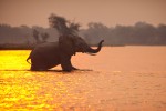Chikwenya Elephant at Sunset