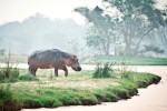 Huge battle-scarred hippo