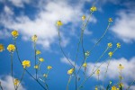 yellow mustard, blue sky