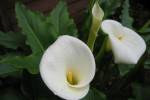 calla lilly: big sur