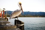 pelican staredown