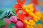 monarch caterpillar on milkweed #2