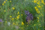 bobcat: hunting / hunted