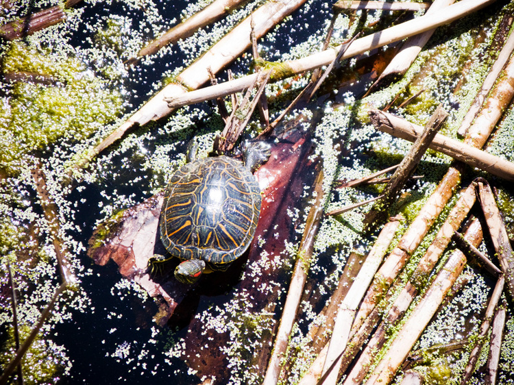 slideshow image