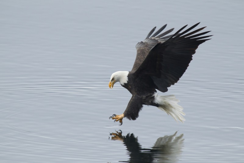 Eagle reaches for fish.