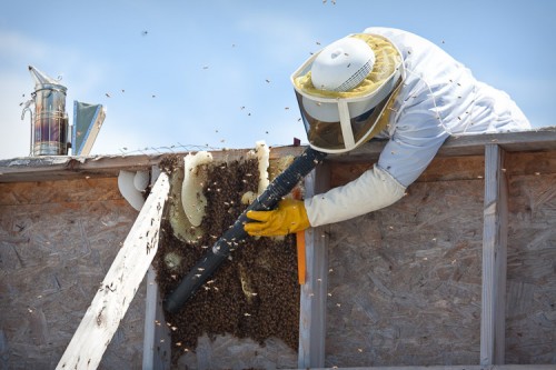 bee vacuum success!