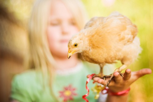 organic urban chicken eggs!