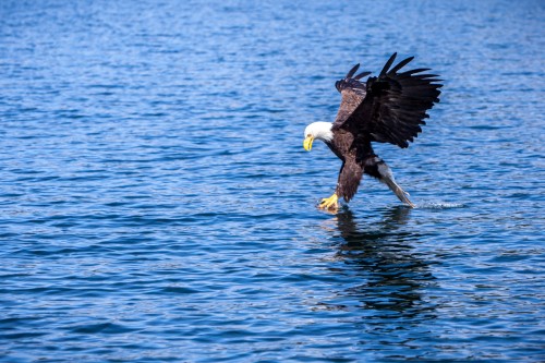 Bald Eagle fishing photos